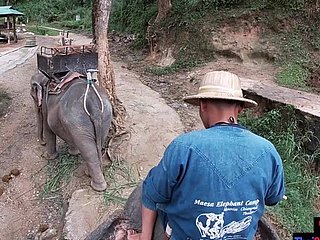 Elephant rijden give Thailand met tieners